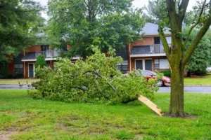 Storm Cleanup